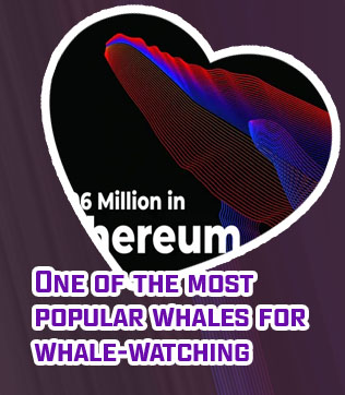 Crypto whale watch